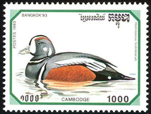 Harlequin Duck (Histrionicus histrionicus)